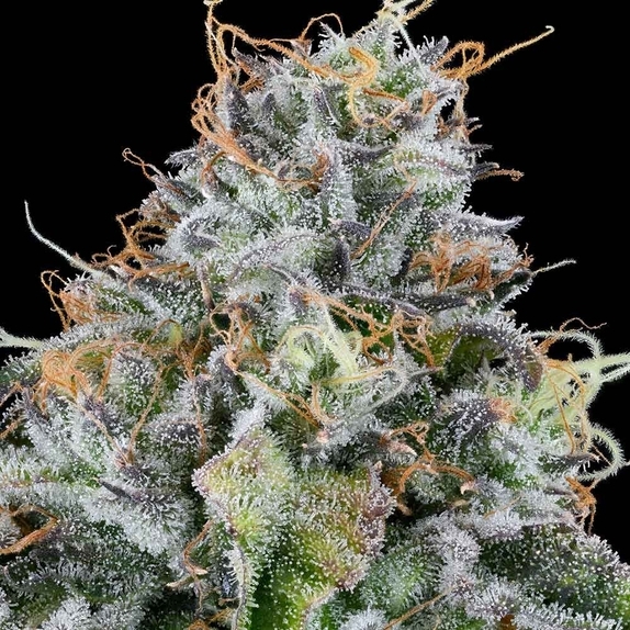 Easy Money  Cannabis Seeds