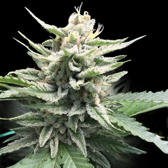 Honey Banana S1 Cannabis Seeds