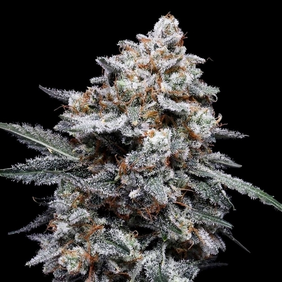 Patrick Swayze Autoflowering Cannabis Seeds
