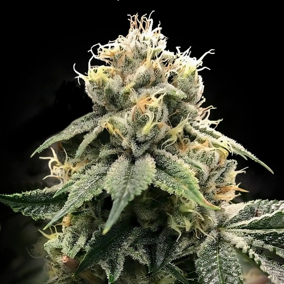 C.T.S aka Chocolate Truffle Shuffle Feminized Cannabis Seeds
