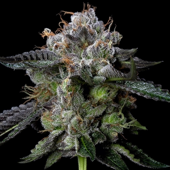Four Prophets Feminized  Cannabis Seeds