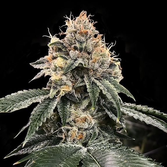 HG23 aka Michael Jordan Feminized Cannabis Seeds