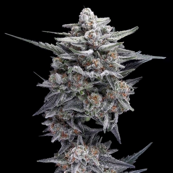 HG23 Autoflowering Cannabis Seeds