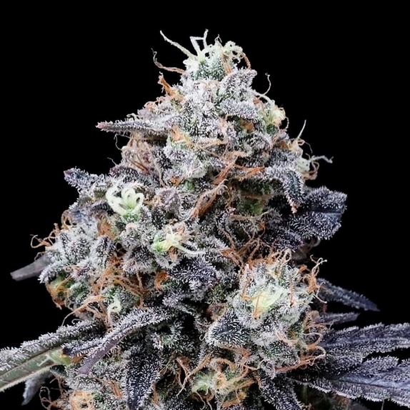 MACmelon Autoflowering Cannabis Seeds