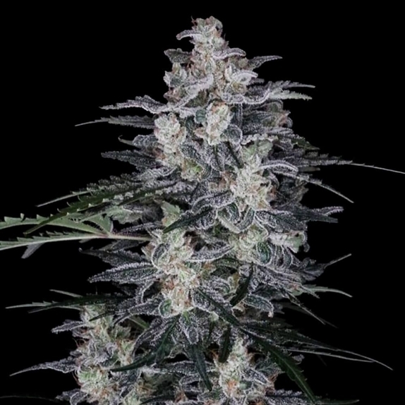 MACnana Autoflowering Cannabis Seeds