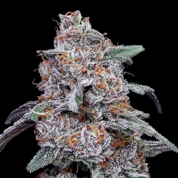Purple People Eater Autoflowering Cannabis Seeds