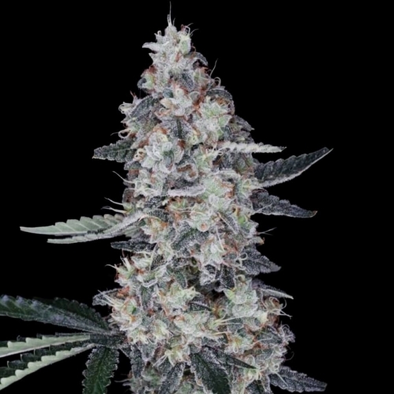 Watermelon Man Autoflowering Cannabis Seeds