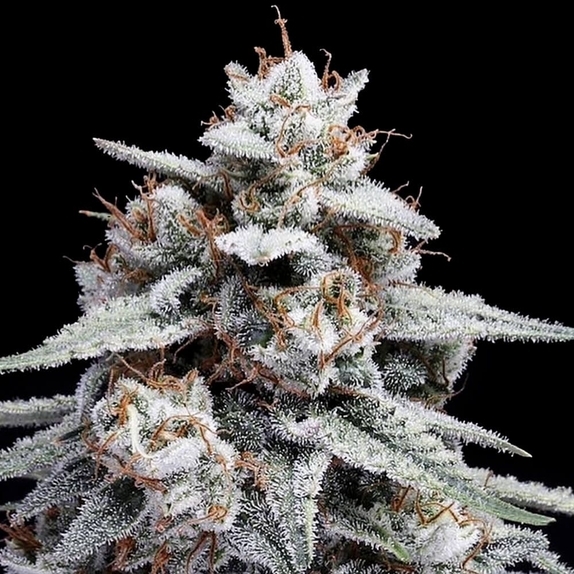 Skywalker Kush Autoflowering Cannabis Seeds