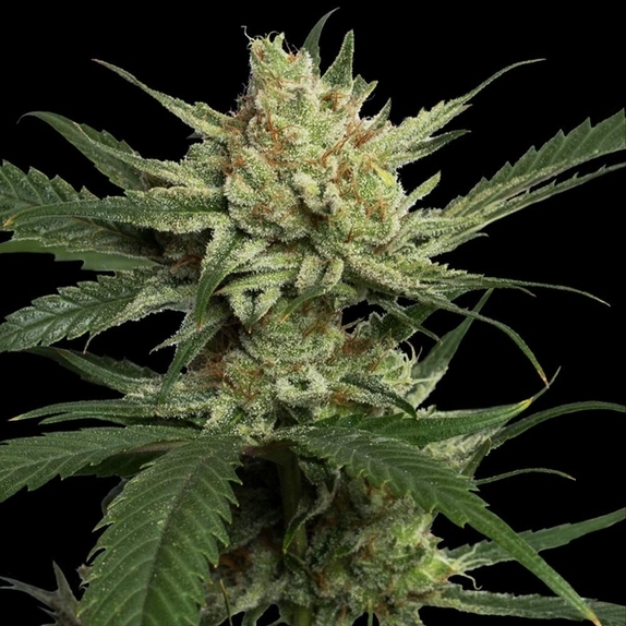 Strawberry Banana Cannabis Seeds