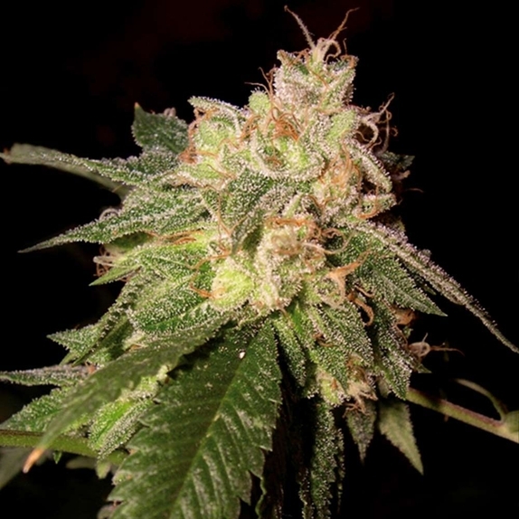 OG Kush Cannabis Seeds