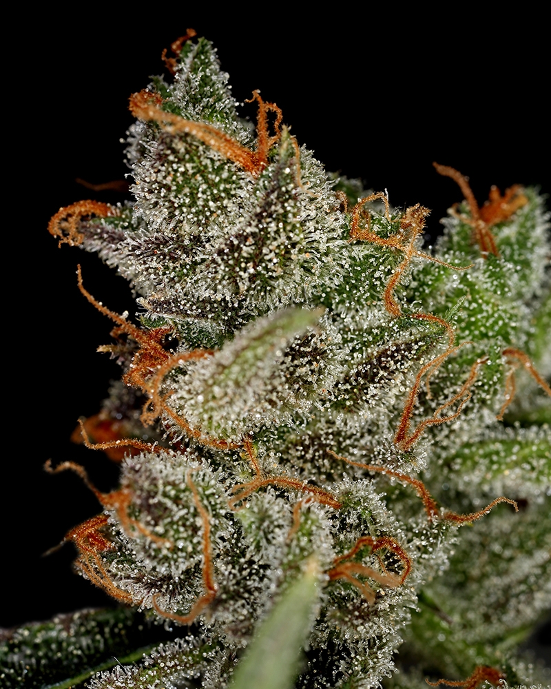 Kings Kush Cannabis Seeds