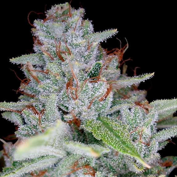 Skywalker Kush Cannabis Seeds