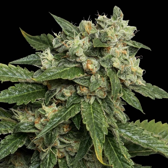 OG #18 Cannabis Seeds