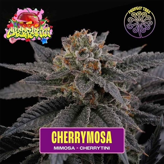 Cherry Mosa Feminized Cannabis Seeds