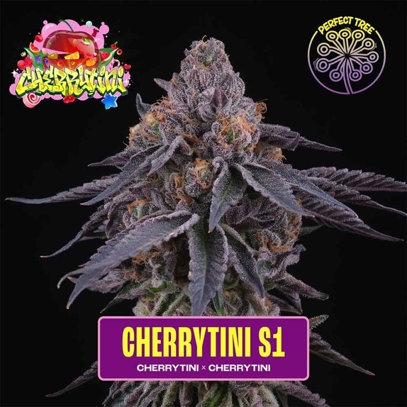 Cherry Hills Feminized Cannabis Seeds