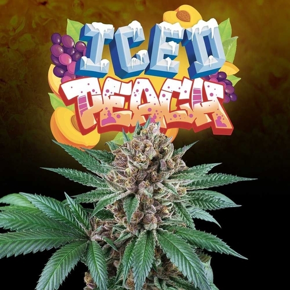 Iced Peach Female  Cannabis Seeds