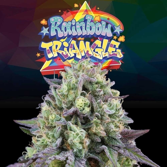 Rainbow Triangle Female Cannabis Seeds
