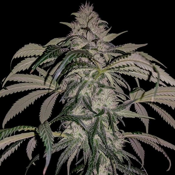 Purple Swish Haze Regular Cannabis Seeds