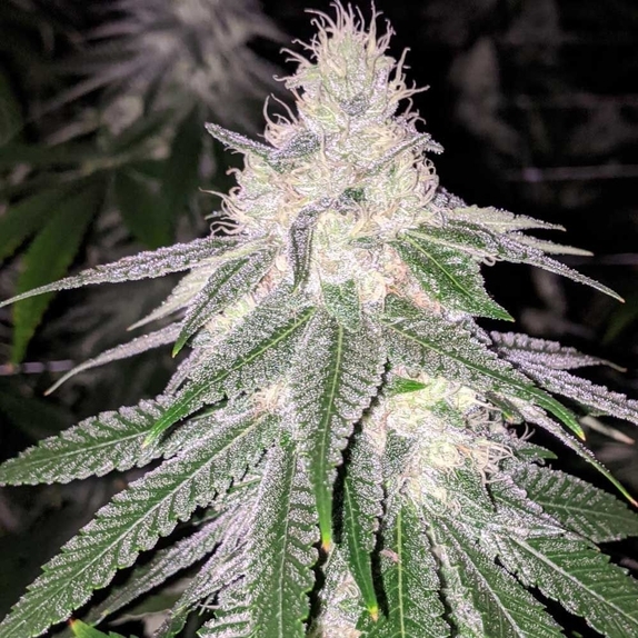 Purple Hashplant Haze Regular Cannabis Seeds