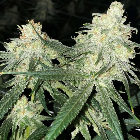 Scotts Haze Regular Cannabis Seeds