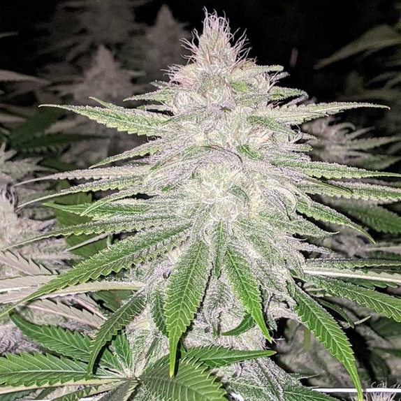 Star Killer Haze Regular Cannabis Seeds