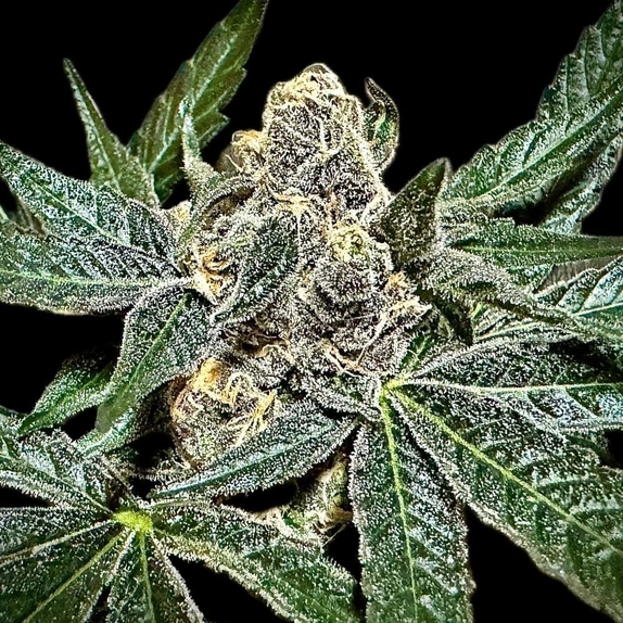 Sumptuousz Regular Cannabis Seeds