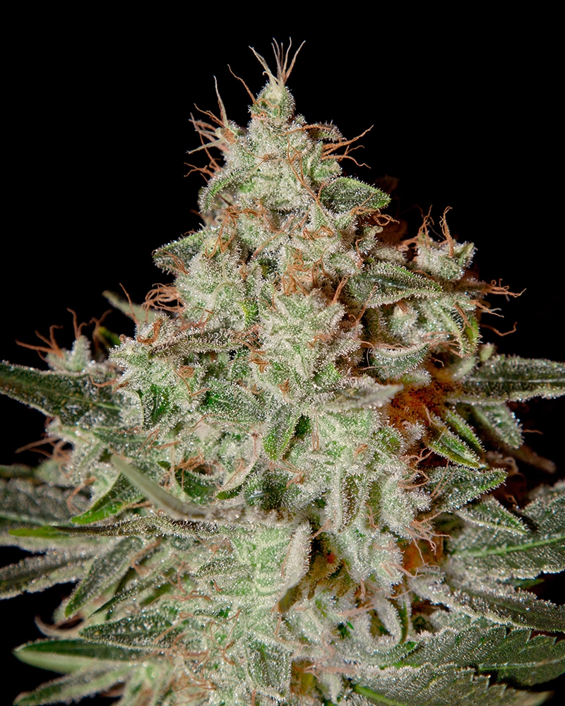 Lemon Skunk Cannabis Seeds