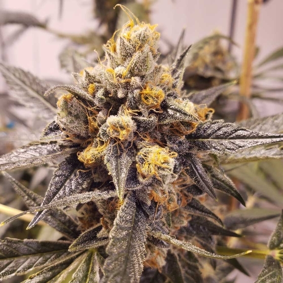F-Cut-LRTK Regular (Rare Dankness Seeds) Cannabis Seeds