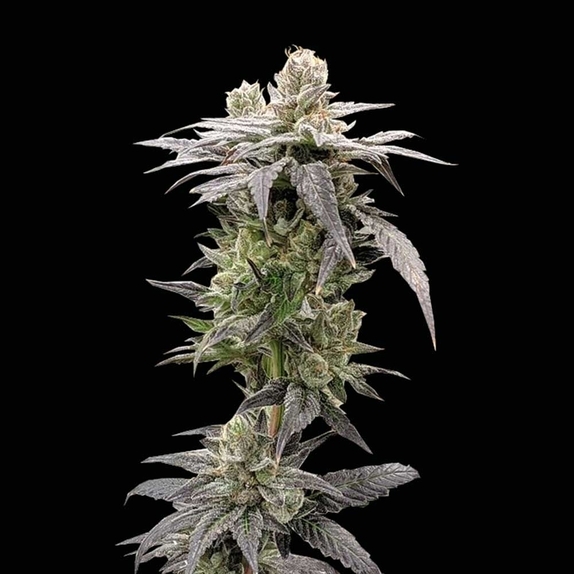 Dark Saber Feminized Cannabis Seeds