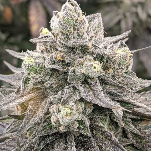 Muscadine Feminized Cannabis Seeds