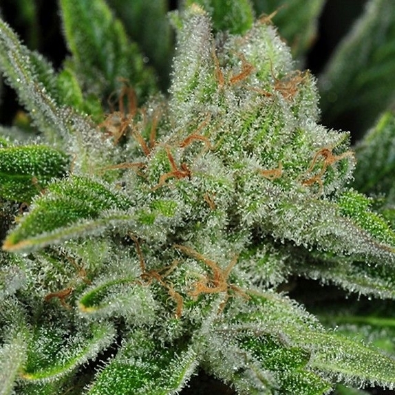 Ghost Train Haze #1 Regular Cannabis Seeds
