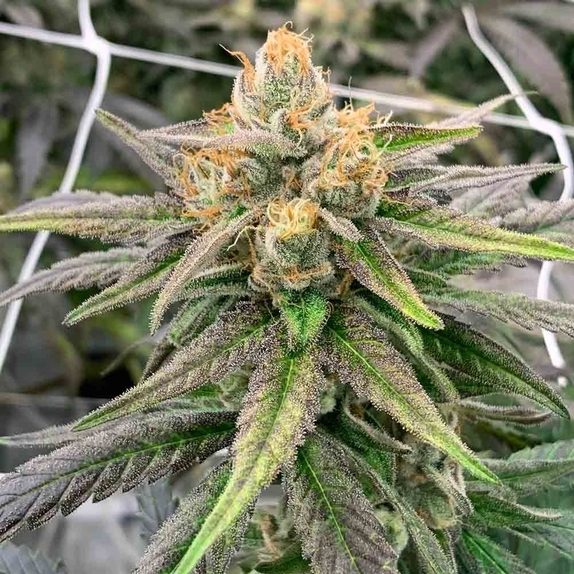 Somali Ghost Train Regular Cannabis Seeds