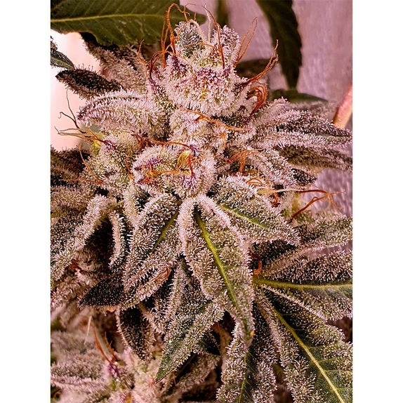 Melted Oreoz Cannabis Seeds