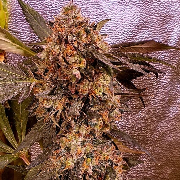 DnB Cannabis Seeds
