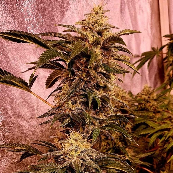 I I Gucci Cannabis Seeds