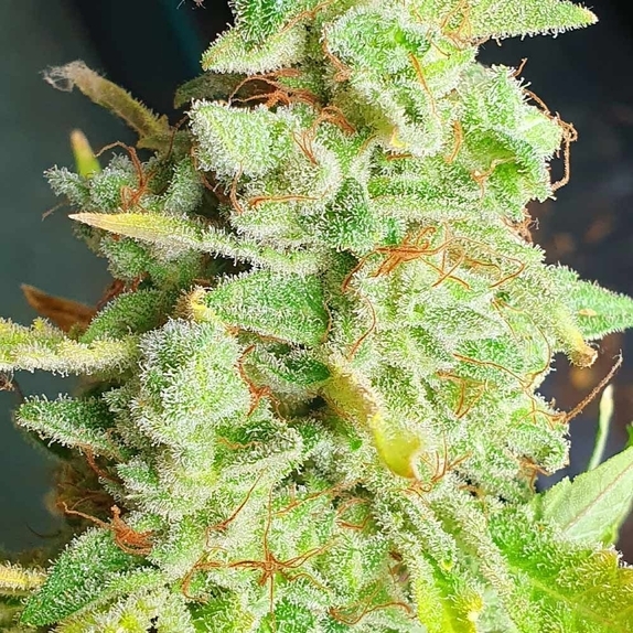 Yoda Junky Cannabis Seeds