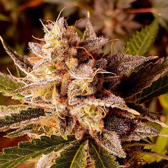 Banana Double Mac Cannabis Seeds