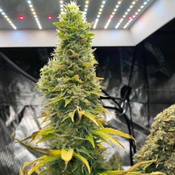 Zlue Cannabis Seeds