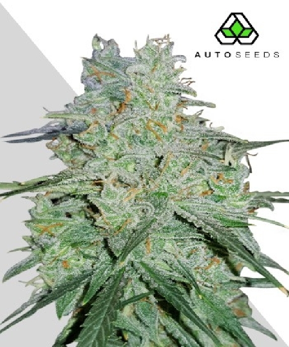 Amnesia Haze Auto Cannabis Seeds