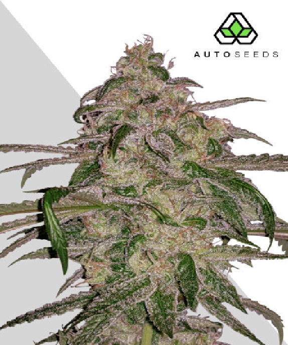 Auto Moonrocks Cannabis Seeds