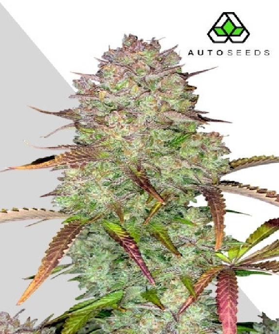 Blue Dream Auto Cannabis Seeds