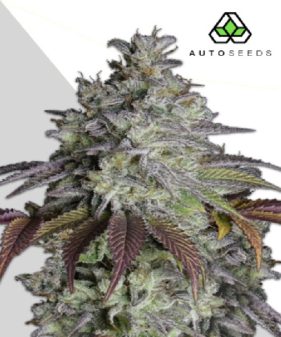 Do Si Dos Auto Cannabis Seeds