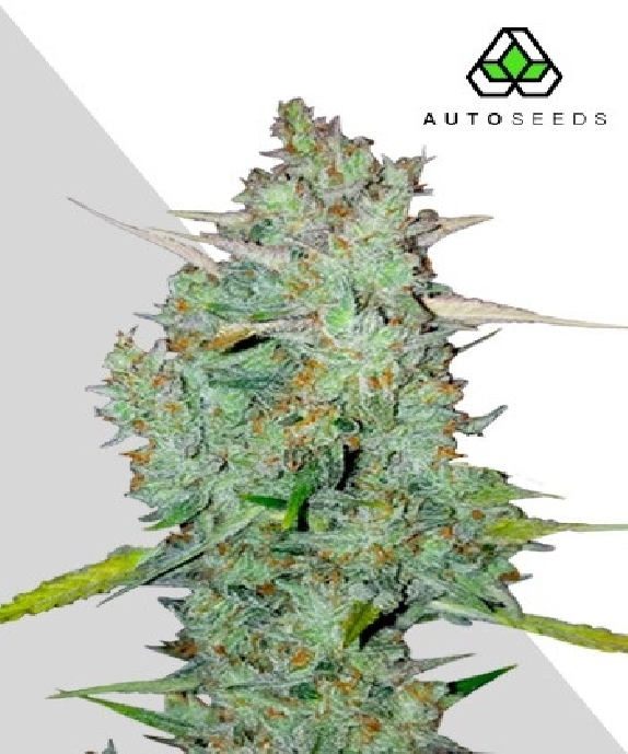 Northern Lights Auto Cannabis Seeds