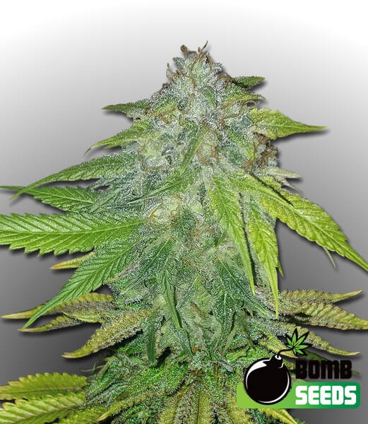 Ghost Train Bomb Cannabis Seeds