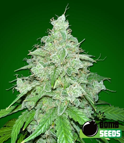 THC Fritters Auto Cannabis Seeds