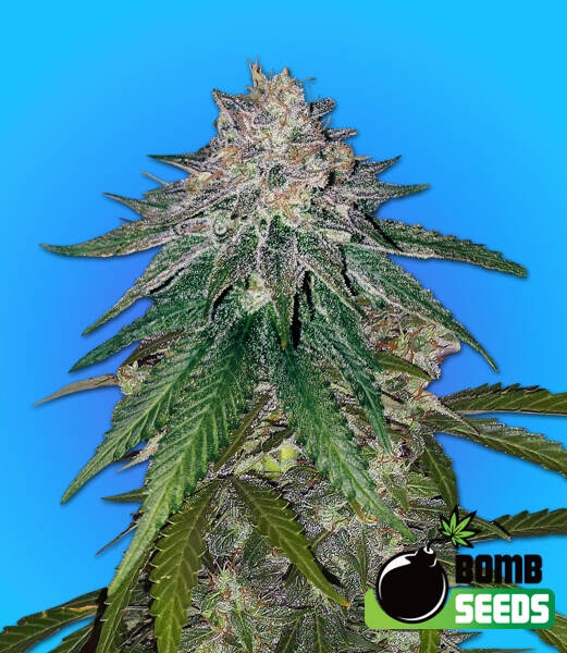 Zkittlez Gum Bomb Cannabis Seeds