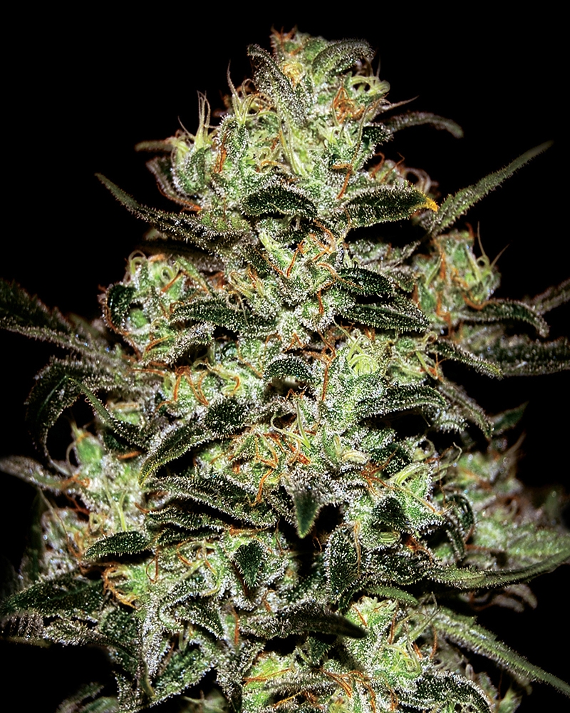 Moby Dick Cannabis Seeds