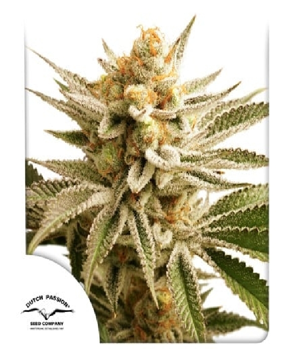 Lemon Z  Cannabis Seeds