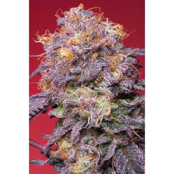 Zerberry Cannabis Seeds