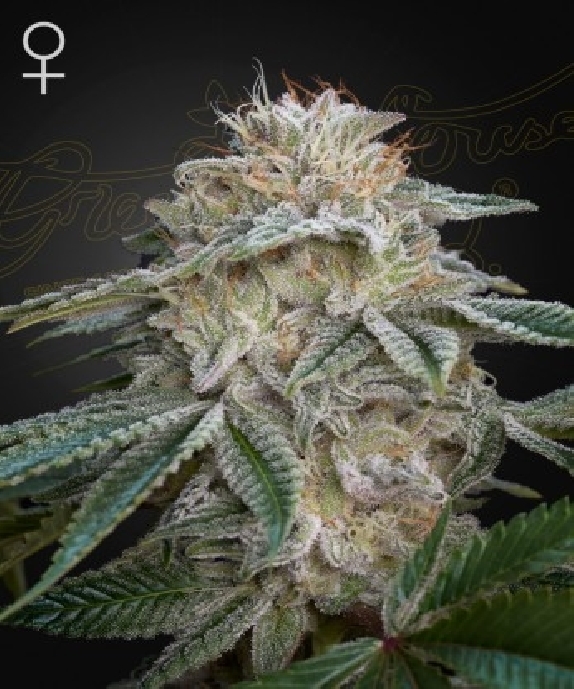 Super Lemon Haze x GMO Cannabis Seeds